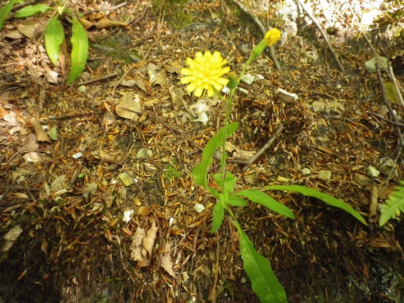 fiore giallo - Hieracium cfr. prenanthoides